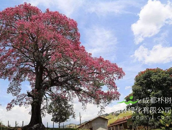 双翼豆价格-图片-形态特征-生长环境