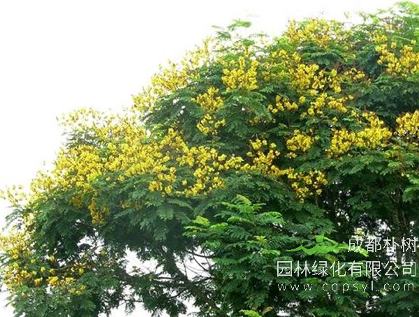 双翼豆价格-图片-形态特征-生长环境