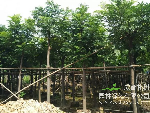 双翼豆什么时候开花？