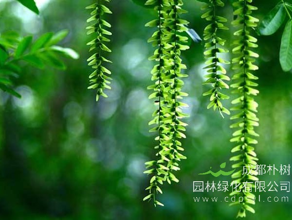 爆竹柳价格-图片-形态特征-分布范围以及主要价值