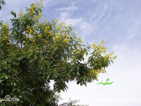 铁刀木是什么苗木？有什么作用？