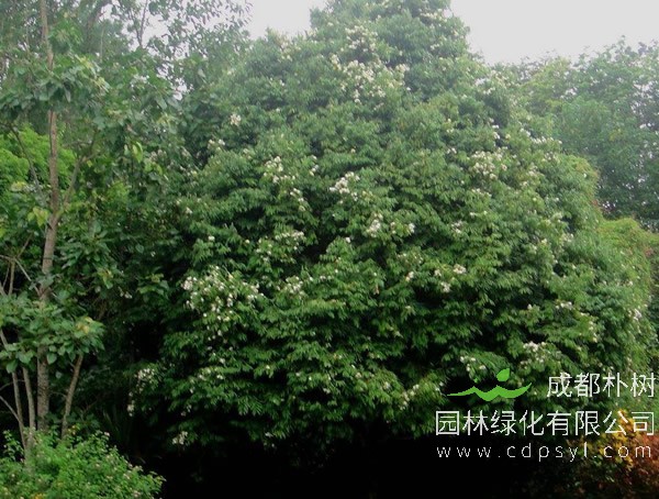 铁刀木价格-图片-形态特征-价值