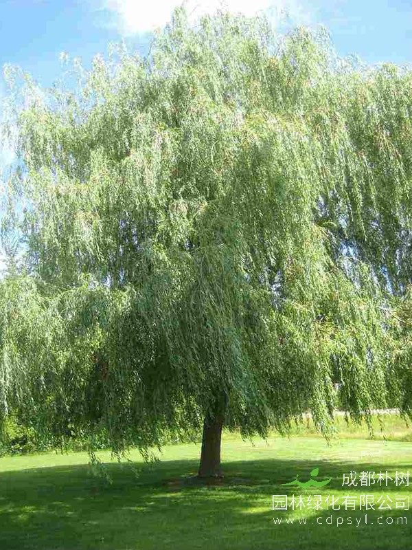 旱柳怎么栽种？