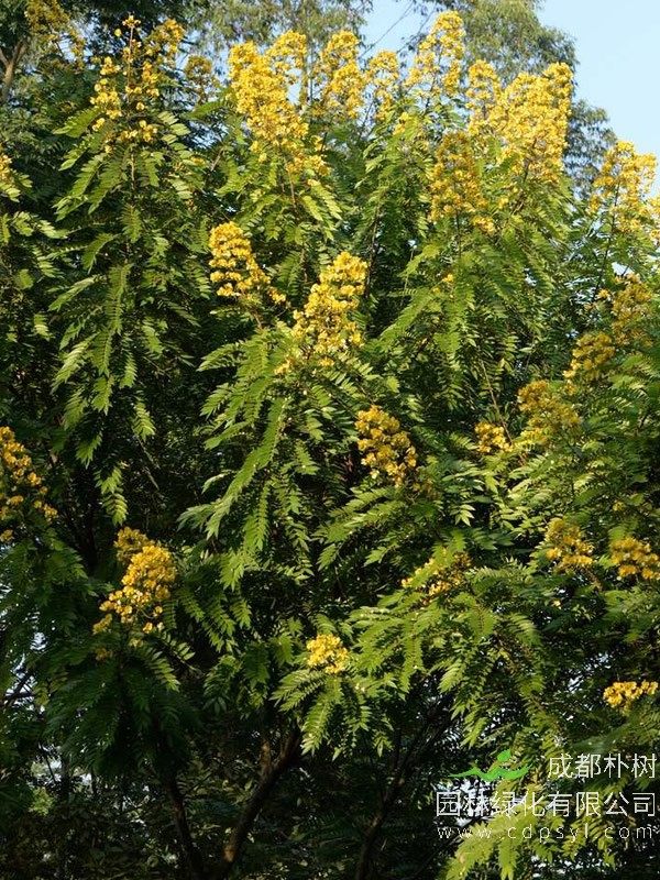 铁刀木生长在什么地方？有哪些特点？