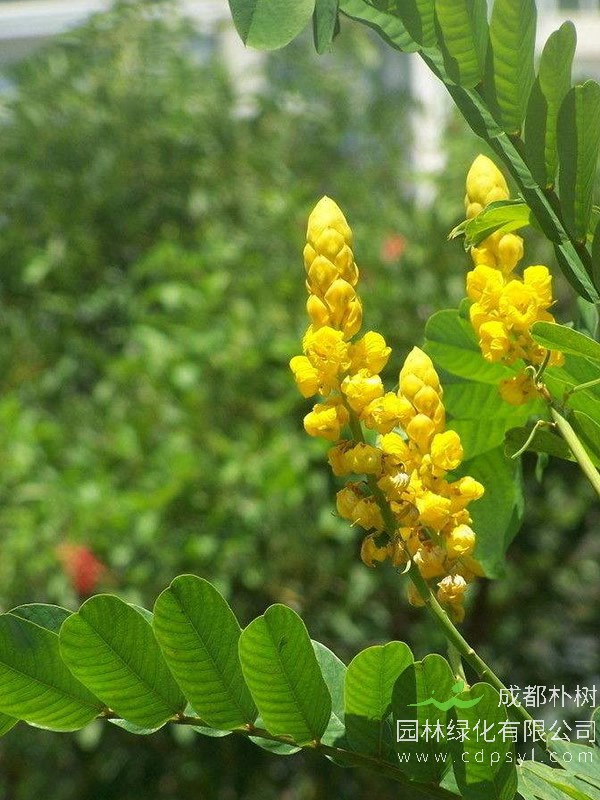 铁刀木价格-图片-形态特征-价值