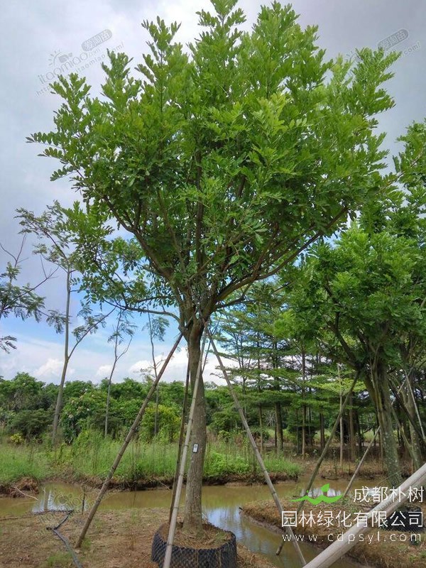 吊瓜树价格-图片-形态特征-分布范围以及主要价值