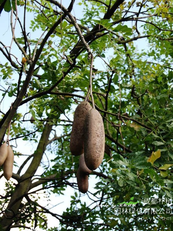 吊瓜树价格-图片-形态特征-分布范围以及主要价值