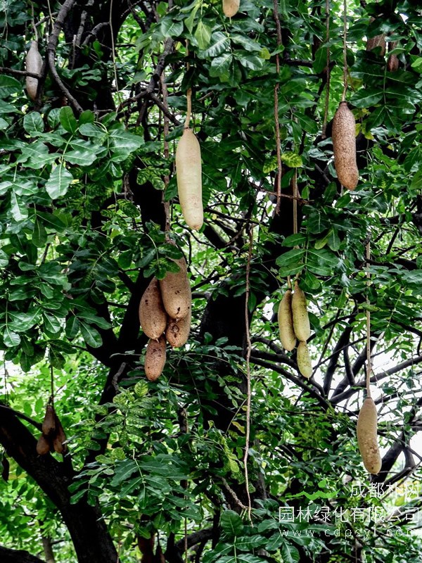 吊瓜树价格-图片-形态特征-分布范围以及主要价值