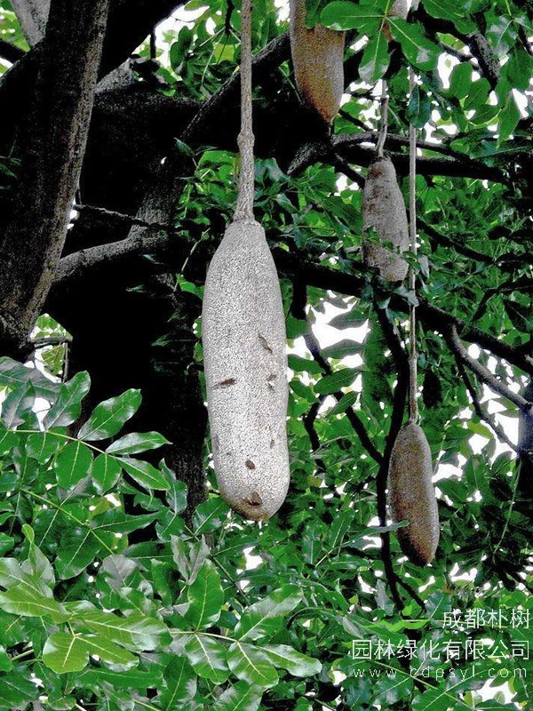 吊瓜树价格-图片-形态特征-分布范围以及主要价值