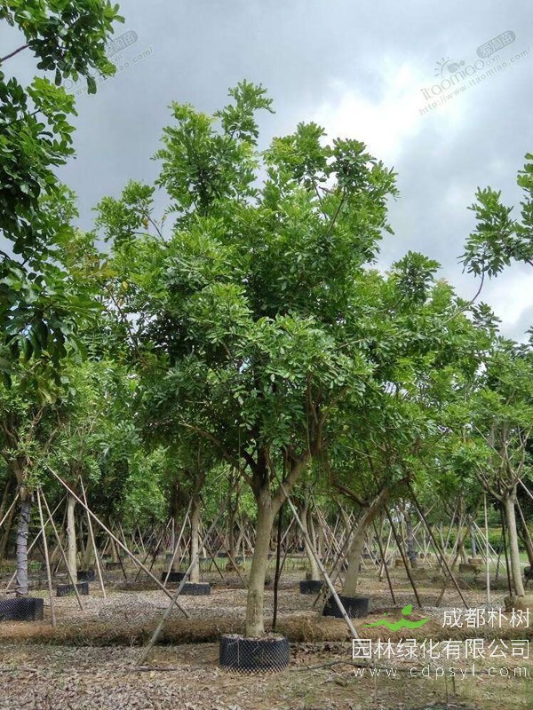 吊瓜树的根有什么作用？