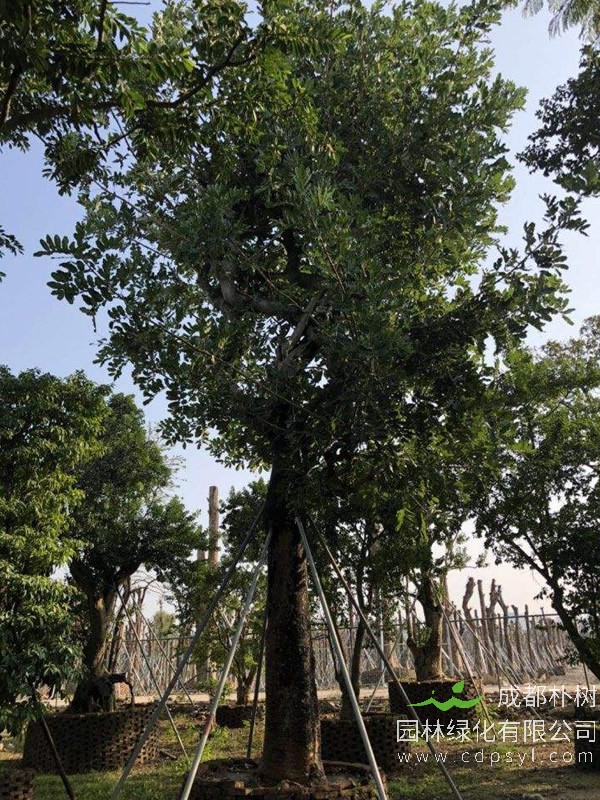 吊瓜树的主要价值有哪些？