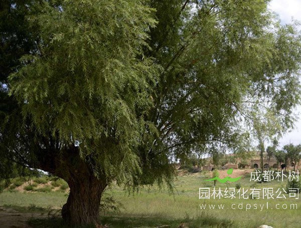 旱柳价格-图片-分布范围-主要变种-主要价值以及栽培技术