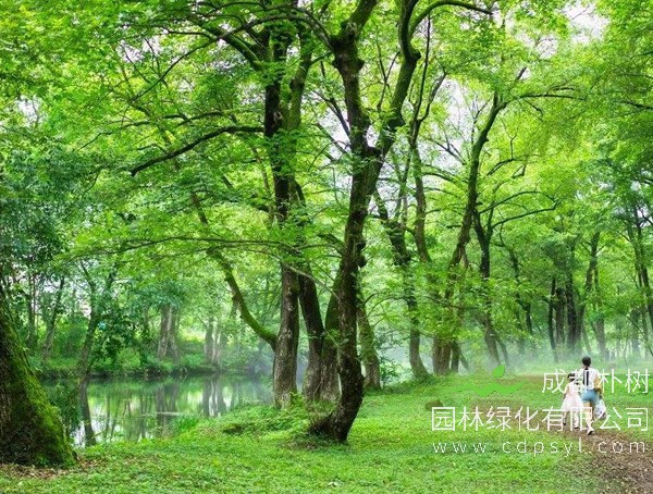 枫杨价格-图片-繁殖方法-栽培技术以及价值与功效