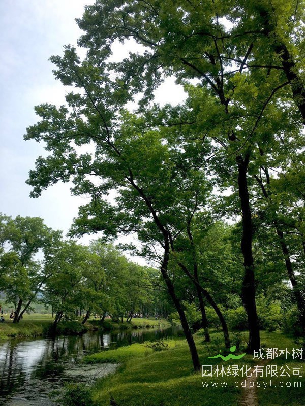 枫杨价格-图片-繁殖方法-栽培技术以及价值与功效