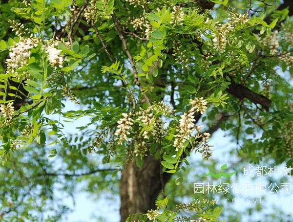 枫杨价格-图片-繁殖方法-栽培技术以及价值与功效