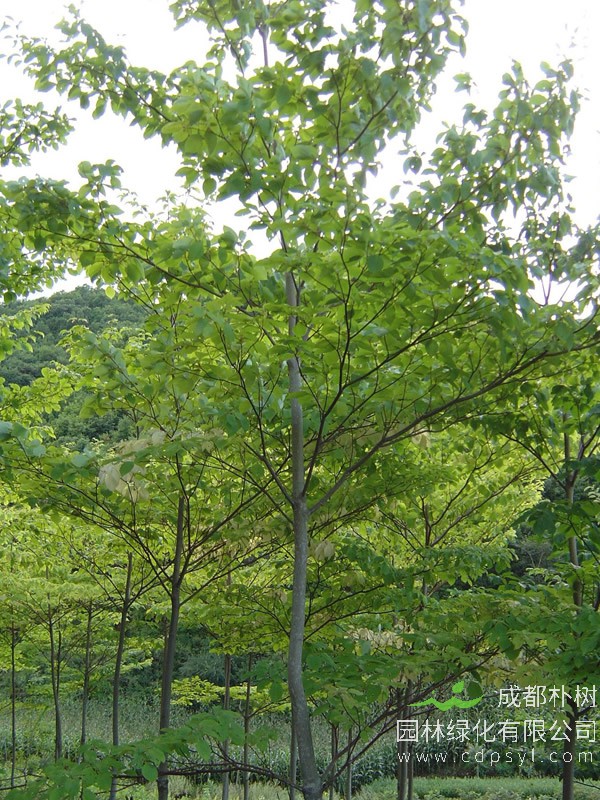 枫杨价格-图片-繁殖方法-栽培技术以及价值与功效