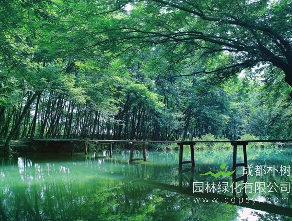 枫杨价格-图片-繁殖方法-栽培技术以及价值与功效