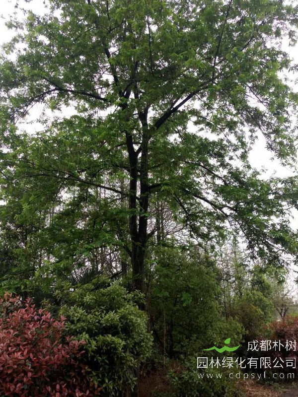 枫杨价格-图片-繁殖方法-栽培技术以及价值与功效