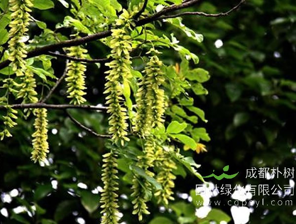 枫杨价格-图片-繁殖方法-栽培技术以及价值与功效