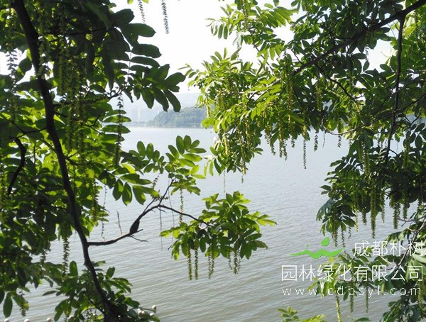 枫杨价格-图片-繁殖方法-栽培技术以及价值与功效