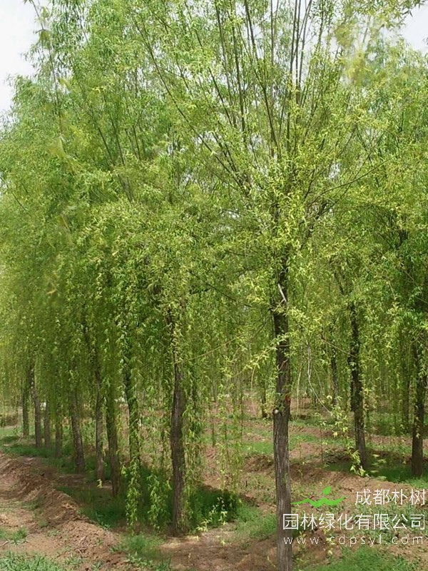 旱柳价格-图片-分布范围-主要变种-主要价值以及栽培技术