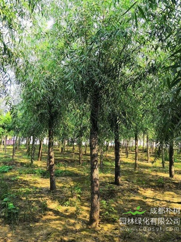 圆头柳价格-图片-形态特征-繁殖方法-栽培技术以及主要价值