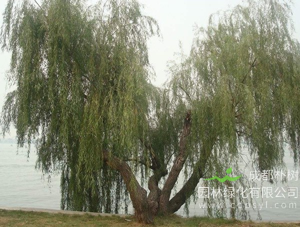 黑龙江白皮柳能嫁接什么树？