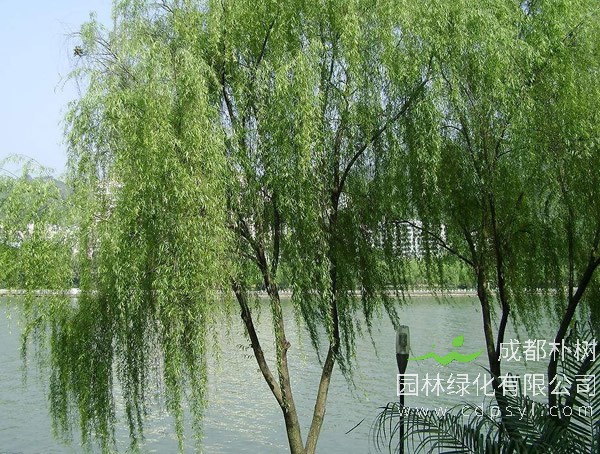 云南柳价格-图片-形态特征-繁殖方法-分布范围以及主要价值