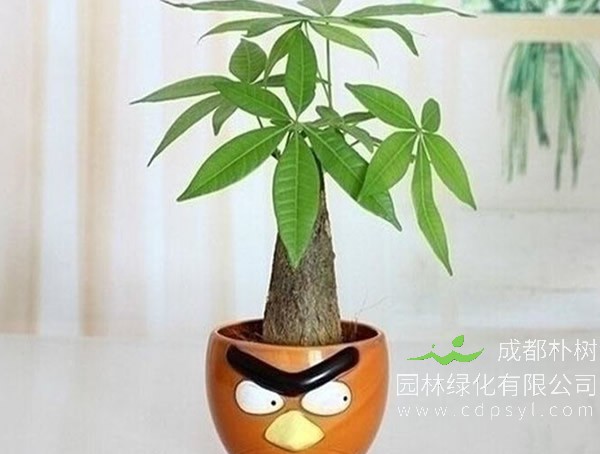 发财树的生长习性有哪些？怎样养发财树？