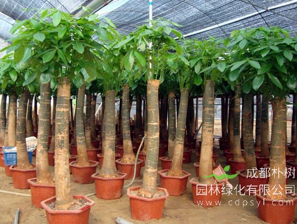 发财树怎样过冬？