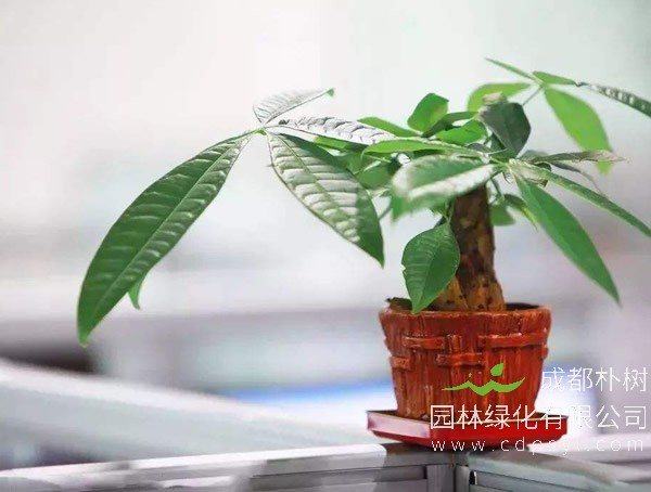 发财树适应什么样的生长环境？