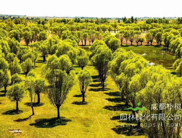 旱柳价格-图片-分布范围-主要变种-主要价值以及栽培技术