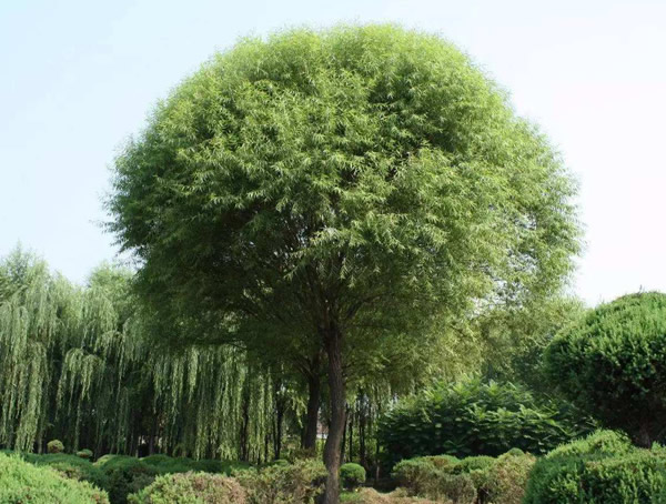 旱柳和垂柳有什么区别？