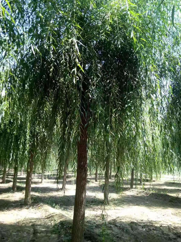 旱柳有什么生长习性？