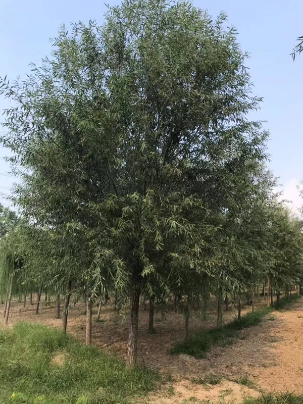 旱柳有哪些用途？