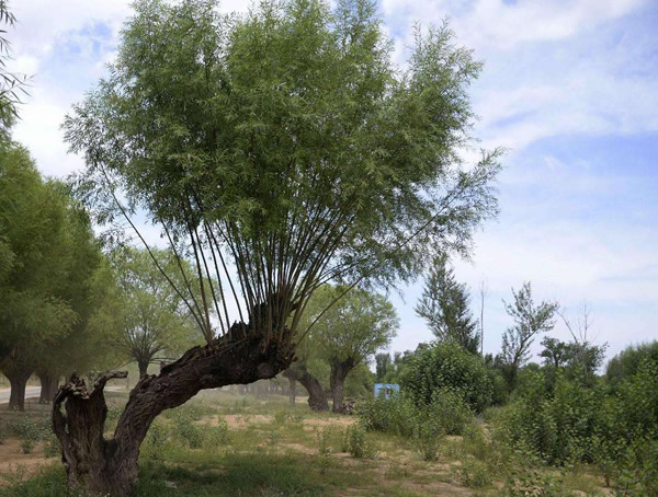 旱柳有哪些变种品种？