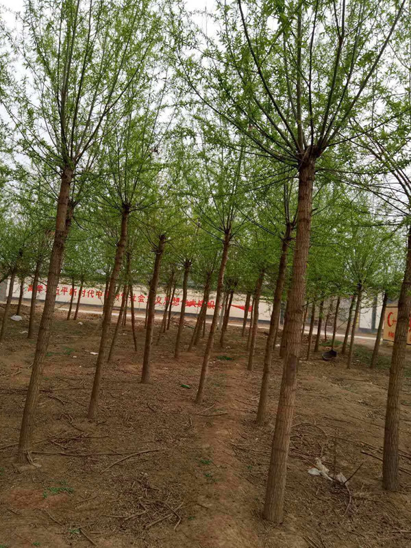 漳河柳与旱柳一样吗？