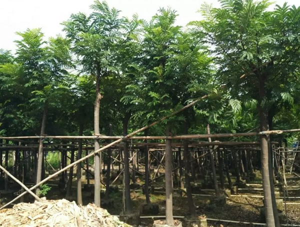 双翼豆什么时候开花？