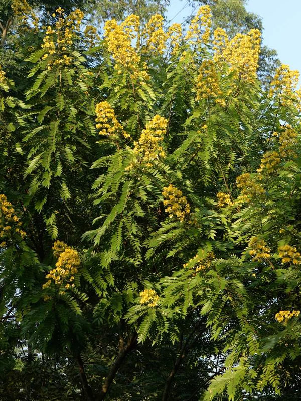 铁刀木生长在什么地方？有哪些特点？