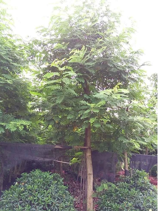 铁刀木的故事传说有哪些？