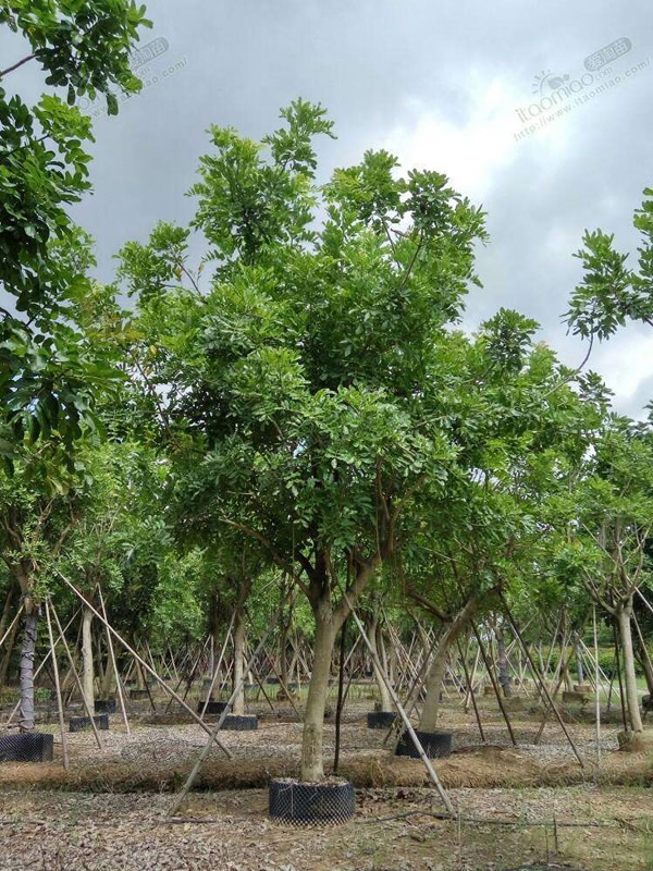 吊瓜树的根有什么作用？