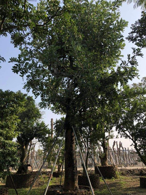 吊瓜树的主要价值有哪些？