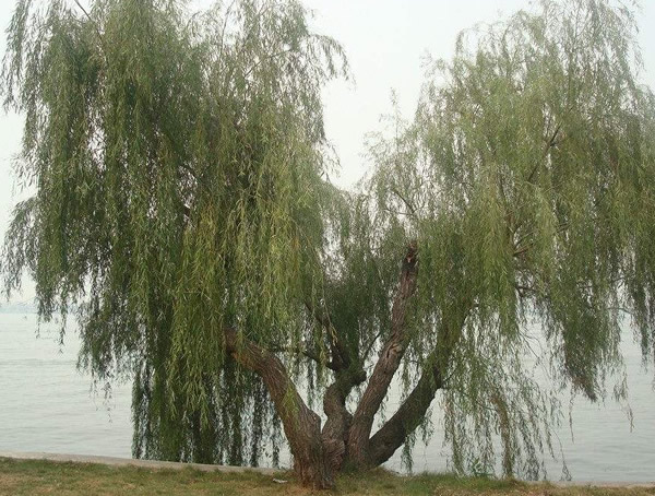 黑龙江白皮柳能嫁接什么树？