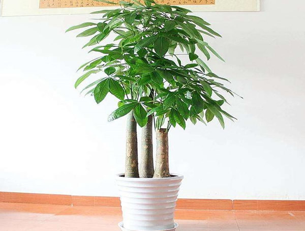 发财树的作用有哪些？