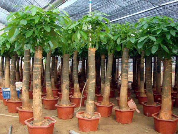 发财树怎样过冬？