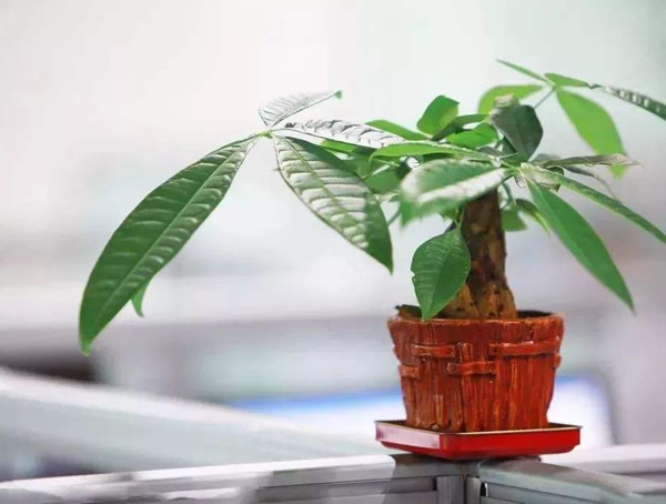 发财树适应什么样的生长环境？