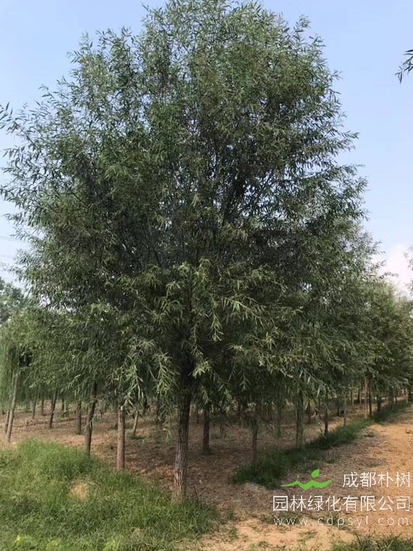 旱柳价格-图片-分布范围-主要变种-主要价值以及栽培技术