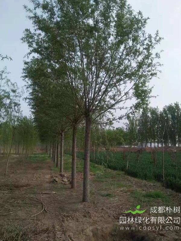 旱柳的繁殖方法有哪些？