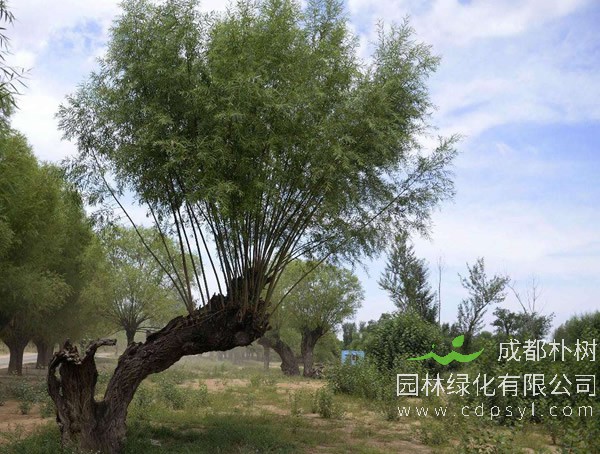旱柳价格-图片-分布范围-主要变种-主要价值以及栽培技术