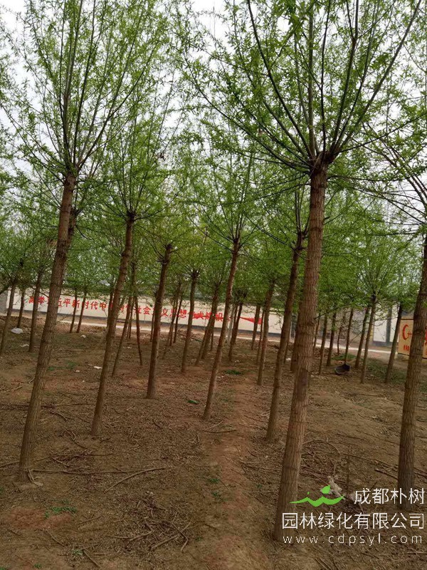 旱柳有哪些形态特征？